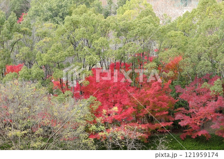 色づくもみじと常緑樹が入り混じる公園の風景 色づくもみじと常緑樹が入り混じる公園の風景 121959174