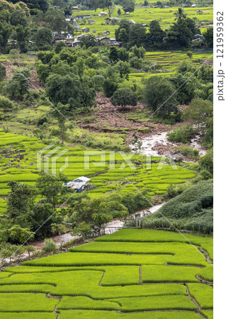 Terraced rice field at Mae Cham Chiangmai Northern Thailand Terraced rice field at Mae Cham Chiangmai Northern Thailand 121959362