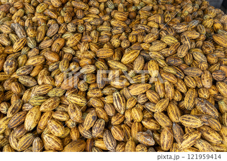 Cacao tree with cacao pods in a organic farm. 121959414