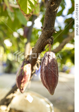 The cocoa tree with fruits. Yellow and green Cocoa pods grow on the tree 121959419