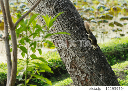 Squirrel climbing a tree in park 121959594