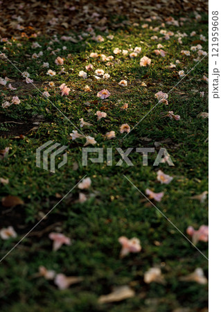 Rosy Trumpet or Pink Tacoma tree, Tabebuia rosea, cheerful blooming in park Rosy Trumpet or Pink Tacoma tree, Tabebuia rosea, cheerful blooming in park 121959608