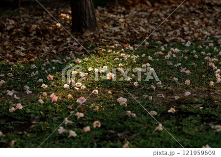 Rosy Trumpet or Pink Tacoma tree, Tabebuia rosea, cheerful blooming in park Rosy Trumpet or Pink Tacoma tree, Tabebuia rosea, cheerful blooming in park 121959609