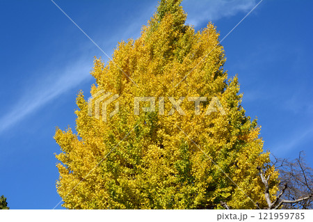 蛇の鼻　2024-11-17　＃133 121959785