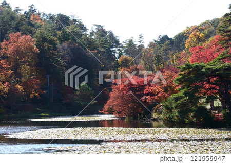 蛇の鼻　2024-11-17　＃143 121959947