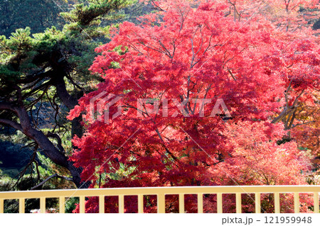 蛇の鼻 2024-11-17 #144 蛇の鼻 2024-11-17 #144 121959948