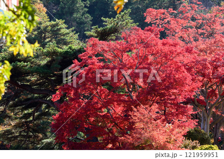 蛇の鼻 2024-11-17 #147 蛇の鼻 2024-11-17 #147 121959951