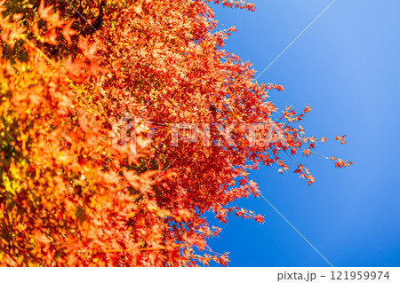 紅葉したモミジと青空 121959974
