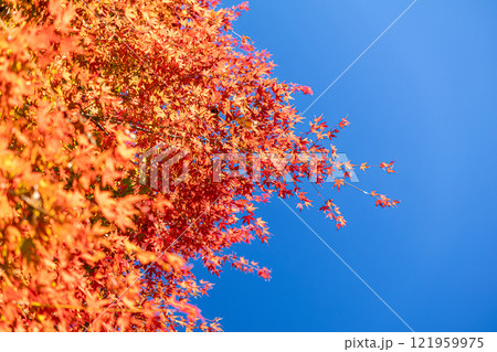 青空に映える紅葉 121959975