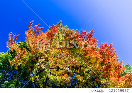 青空と紅葉した木 青空と紅葉した木 121959987