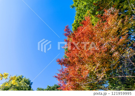 紅葉した木と青空 紅葉した木と青空 121959995