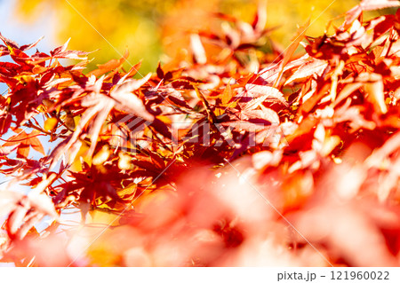 紅葉したモミジの葉 紅葉したモミジの葉 121960022