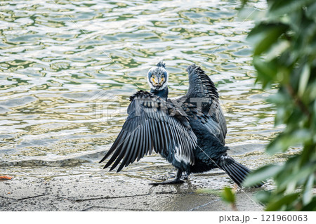 カワウ　大阪市土佐堀川 121960063