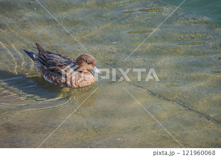 ヒドリガモ（メス）大阪市土佐堀川　中之島公園 121960068
