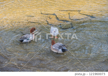ユリカモメとヒドリガモ（オス）　大阪市土佐堀川　中之島公園 121960073