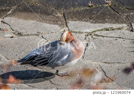 ヒドリガモ（オス）大阪市土佐堀川　中之島公園 121960074