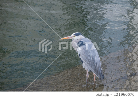 アオサギ 大阪市土佐堀川 中之島公園 アオサギ 大阪市土佐堀川 中之島公園 121960076