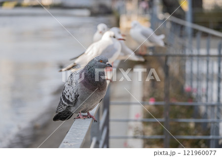 手すりに並ぶハトとユリカモメ 大阪市土佐堀川 中之島公園 手すりに並ぶハトとユリカモメ 大阪市土佐堀川 中之島公園 121960077