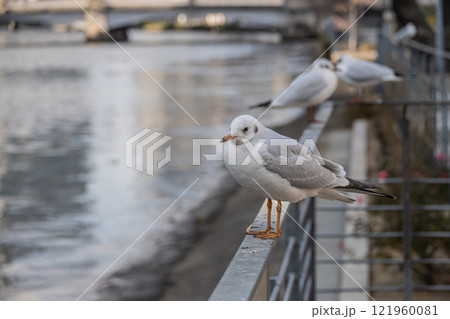 ユリカモメ　大阪市土佐堀川　中之島公園 121960081