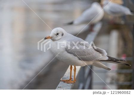 ユリカモメ　大阪市土佐堀川　中之島公園 121960082