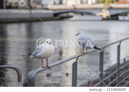 ユリカモメ　大阪市土佐堀川　中之島公園 121960089