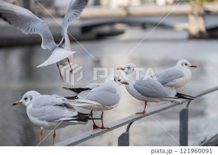 ユリカモメ 大阪市土佐堀川 中之島公園 ユリカモメ 大阪市土佐堀川 中之島公園 121960091