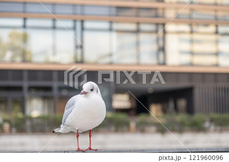 ユリカモメ　大阪市土佐堀川　中之島公園 121960096