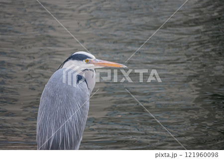 アオサギ 大阪市土佐堀川 中之島公園 アオサギ 大阪市土佐堀川 中之島公園 121960098