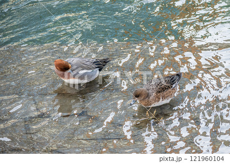 ヒドリガモのつがい　大阪市土佐堀川　中之島公園 121960104