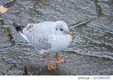ユリカモメ　大阪市土佐堀川　中之島公園 121960105