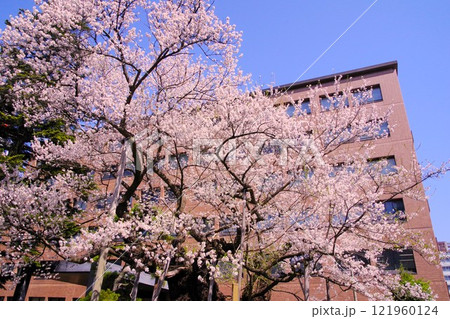 盛岡の風景　満開の石割桜 121960124