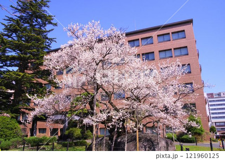 盛岡の風景　盛岡のお花見スポット　満開の石割桜 121960125