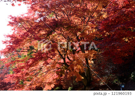 蛇の鼻　2024-11-17　＃156 121960193