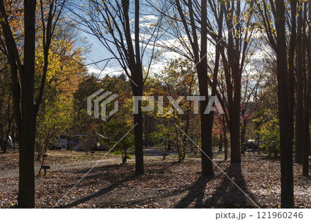 秋の公園の落ち葉 秋の公園の落ち葉 121960246