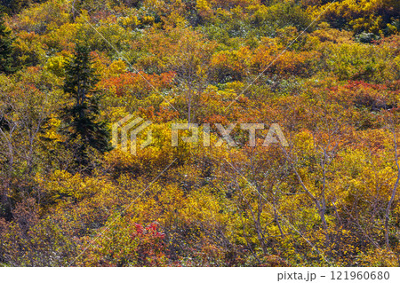 秋の立山黒部アルペンルート 紅葉の弥陀ヶ原 秋の立山黒部アルペンルート 紅葉の弥陀ヶ原 121960680