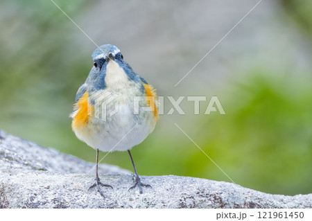 こちらを見るルリビタキ こちらを見るルリビタキ 121961450