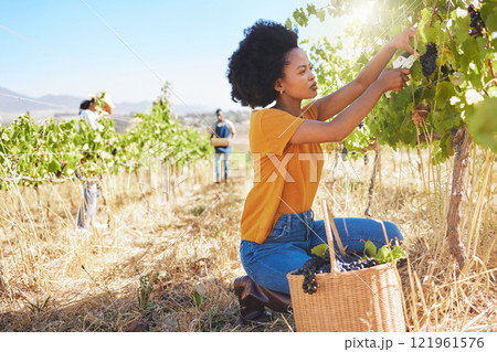 Vineyard farmer picking grape bunch from vine tree plant for new fruit growth during nature harvest season in countryside valley field. Entrepreneur in agriculture industry, preparing to make wine. Vineyard farmer picking grape bunch from vine tree plant for new fruit growth during nature harvest season in countryside valley field. Entrepreneur in agriculture industry, preparing to make wine. 121961576