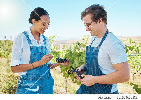 Farmers, teamwork and taste while pick fresh red grapes off plant in vineyard. Young man and woman alone test crops and produce to examine on wine farm. Checking fruit harvest with a smile in nature 121961583