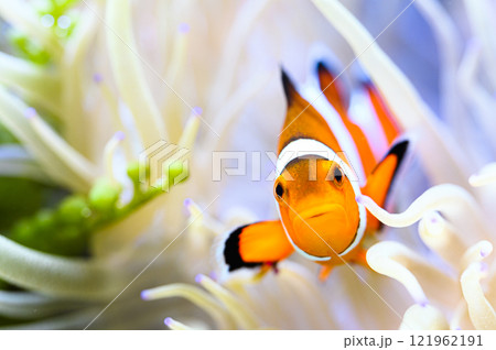 カクレクマノミ 121962191