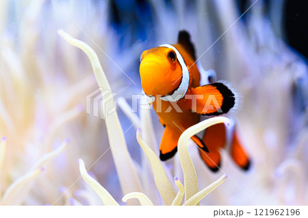 カクレクマノミ カクレクマノミ 121962196