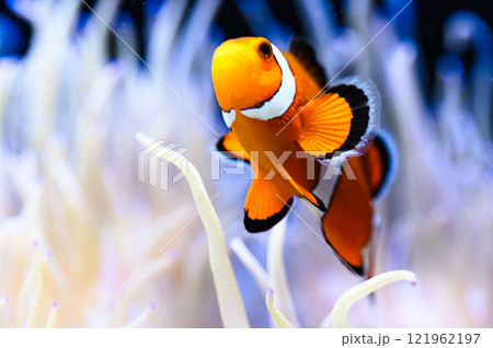 カクレクマノミ 121962197