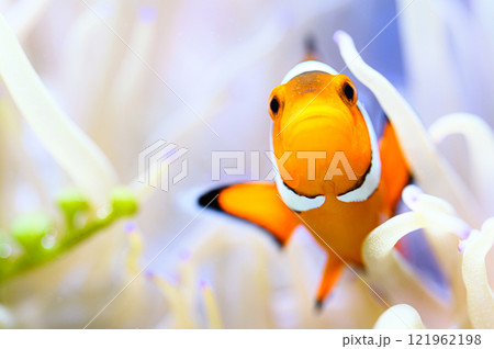 カクレクマノミ カクレクマノミ 121962198