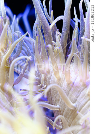 イソギンチャク イソギンチャク 121962213