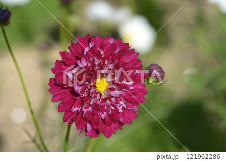 コスモス　ダブルクリック 121962286