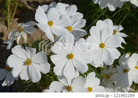 白いコスモス 121962289