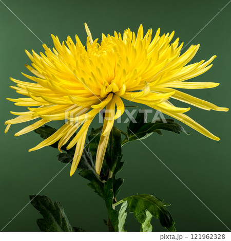 Close-up of a Bright Yellow Chrysanthemum Elbrus Flower 121962328