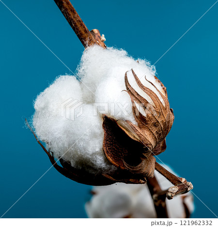 Cotton Bolls on Branch on blue background Cotton Bolls on Branch on blue background 121962332