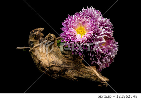 Vibrant Chrysanthemum on Driftwood black background 121962348