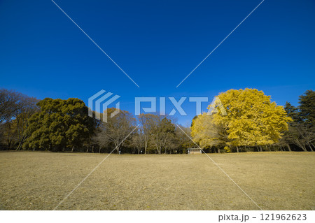 小金井公園の黄色いイチョウの大木【秋イメージ】 121962623