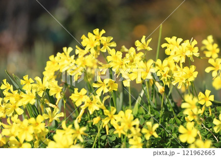 満開のカタバミ（大黄花かたばみ） 121962665